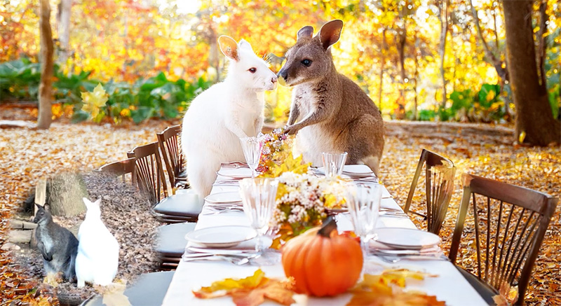 wallaby